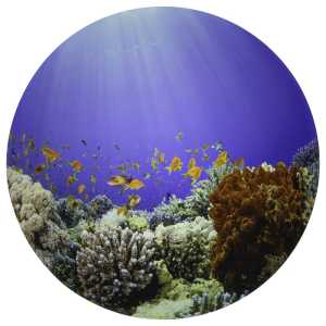 Under the Sea Discovery Play Mat
