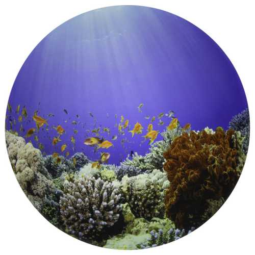 Under the Sea Discovery Play Mat