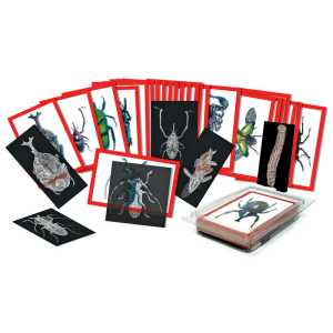 Insect X-rays and Picture Cards, Pack of 36