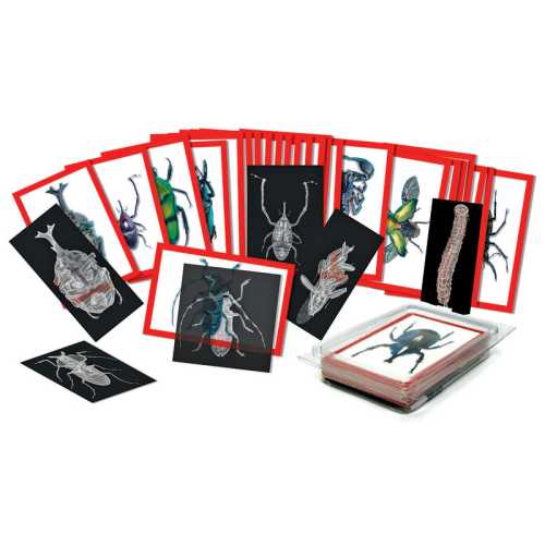 Insect X-rays and Picture Cards, Pack of 36