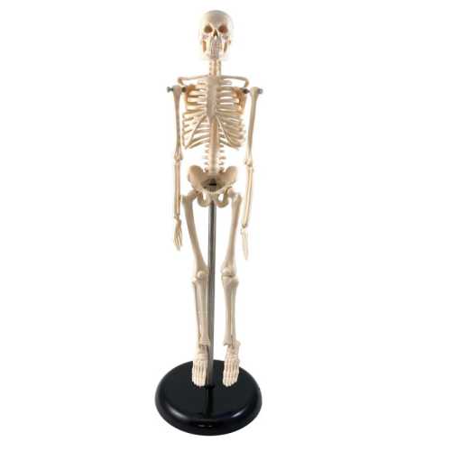 Human Skeleton Model with Key, 17