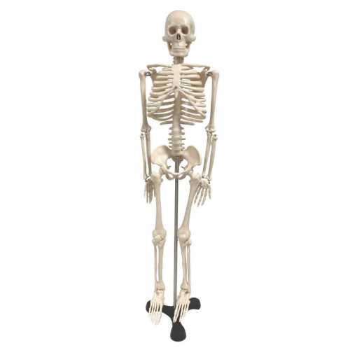 Human Skeleton Model with Key, 34