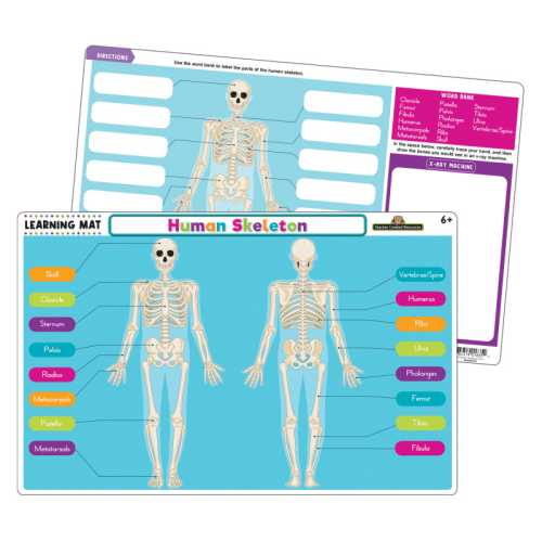 Human Skeleton Learning Mat